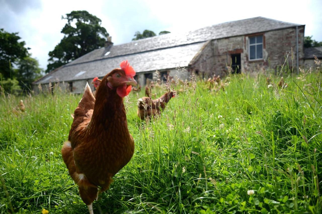 Old Leckie Farmstay Stirling Dış mekan fotoğraf